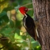 Datel svetlezoby - Campephilus guatemalensis - Pale-billed woodpecker 2956
